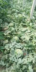 20200516_082716.jpg