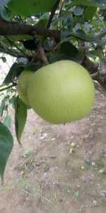 IMG_20200702_144246R.jpg