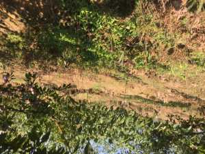 36ACFE7B-066C-4213-8097-E66ACA90D3C1.jpeg