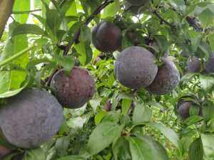 IMG_20200717_135525.jpg