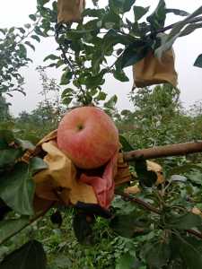 IMG_20200722_165155.jpg