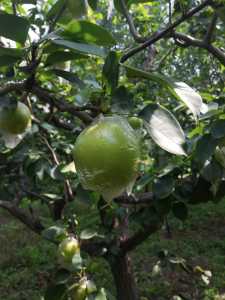 IMG_20200725_085455.jpg
