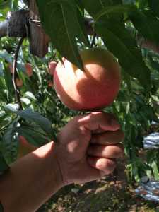 IMG_20200801_093237.jpg