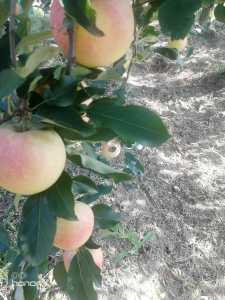 IMG_20200810_163136.jpg