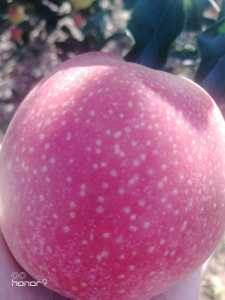 IMG_20200810_163207.jpg