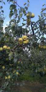 IMG_20200813_163702R.jpg