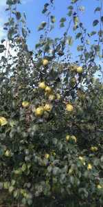 IMG_20200813_163640R.jpg