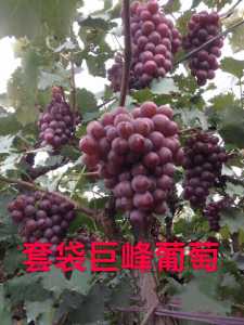CB23F3F2-D097-42E7-890A-6FEC6400F3FF.jpeg