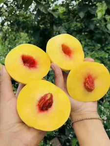 93D19F95-F127-48DB-AEF8-ED523B6C66BB.jpeg