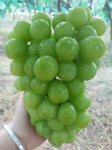 5290AA7F-DB2B-4C5B-96A3-6655718A1E3D.jpeg