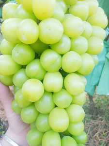 8D74AA5D-D68B-4F3C-99B0-E043184C3018.jpeg