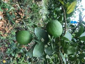 E33B4827-123B-45D7-BAAD-6D8D26E35545.jpeg