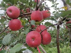 IMG_20200917_124316.jpg