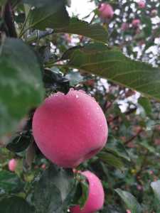 IMG_20200921_180202.jpg