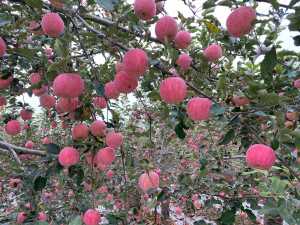 598E13FF-C293-4275-9027-02C56375F8D4.jpeg