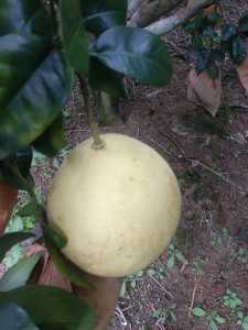 IMG_20201001_151334.jpg
