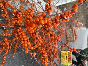 CD61C403-331C-4E6C-B7AE-614DAA9A4D87.jpeg