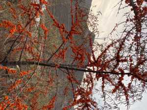 768B4E27-D123-43D5-8001-A567FFEF0A3C.jpeg