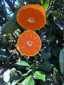 918D11ED-F232-4C30-A3AE-E034A872E08F.jpeg