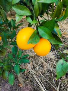 IMG_20201106_085443.jpg