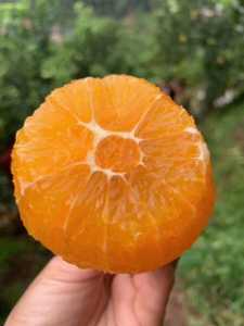 9620E884-1C5C-45D2-89E4-52C2354450F9.jpeg