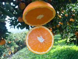 BB3FFAE9-20FF-48F3-936A-B0F3C6D4F7A0.jpeg