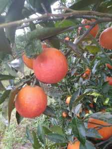 IMG_20201215_105053.jpg