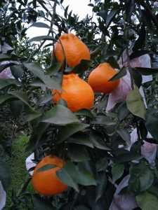 IMG_20201225_174738.jpg