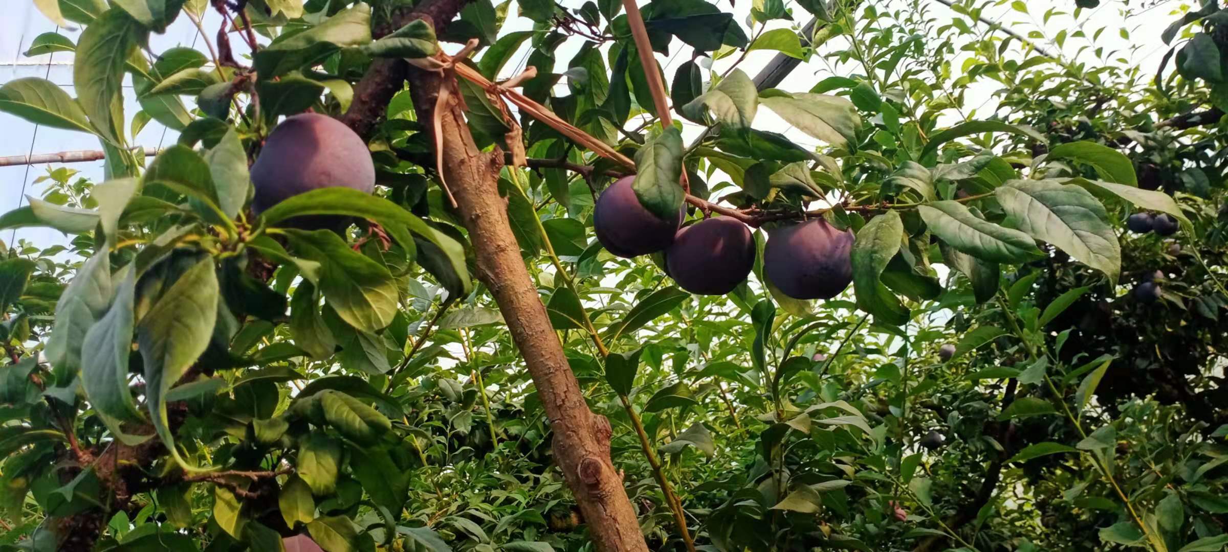 树枝3.jpg